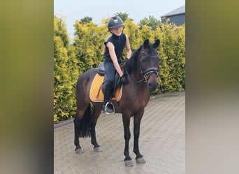Classic Pony Mix, Stute, 14 Jahre, 125 cm, Brauner