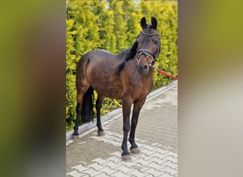 Classic Pony Mix, Stute, 14 Jahre, 125 cm, Brauner