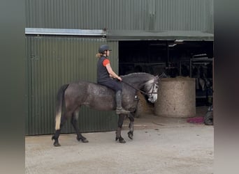 Connemara, Stute, 4 Jahre, 144 cm, Apfelschimmel