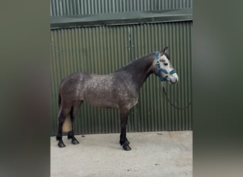 Connemara, Stute, 4 Jahre, 144 cm, Apfelschimmel