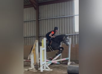 Connemara, Stute, 4 Jahre, 144 cm, Apfelschimmel