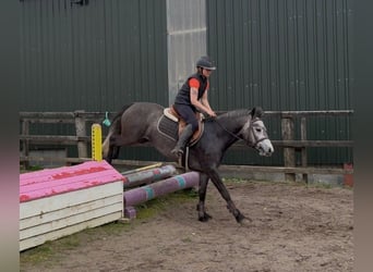 Connemara, Stute, 4 Jahre, 144 cm, Apfelschimmel