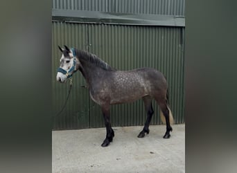 Connemara, Stute, 4 Jahre, 144 cm, Apfelschimmel