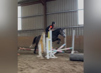 Connemara, Stute, 4 Jahre, 144 cm, Apfelschimmel