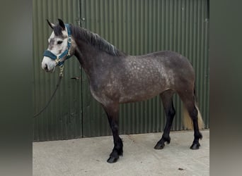 Connemara, Stute, 4 Jahre, 144 cm, Apfelschimmel