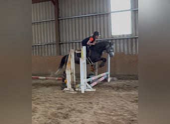 Connemara, Stute, 4 Jahre, 144 cm, Apfelschimmel