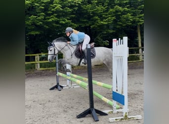 Connemara, Stute, 4 Jahre, 143 cm, Apfelschimmel, in Mountrath, Co. Laois