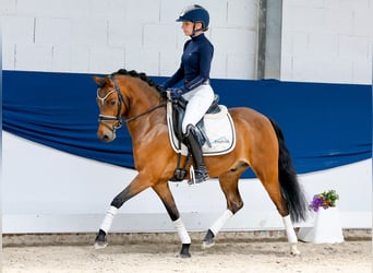 Deutsches Reitpony, Wallach, 6 Jahre, 135 cm, Brauner, in Marsberg