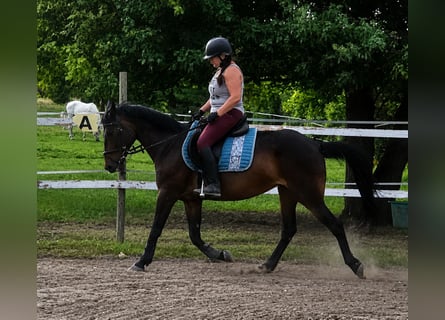 Deutscher Traber, Stute, 13 Jahre, Dunkelbrauner