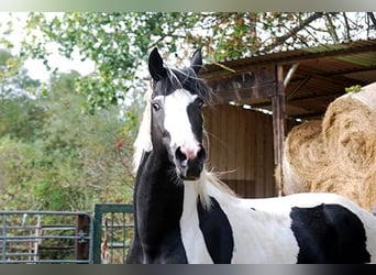 Deutsches Reitpferd, Hengst, 4 Jahre, 175 cm, Tobiano-alle-Farben