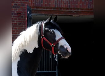 Deutsches Reitpferd, Hengst, 4 Jahre, 175 cm, Tobiano-alle-Farben