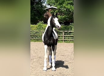 Deutsches Reitpferd, Hengst, 4 Jahre, 175 cm, Tobiano-alle-Farben