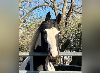 Deutsches Reitpferd, Hengst, 4 Jahre, 175 cm, Tobiano-alle-Farben