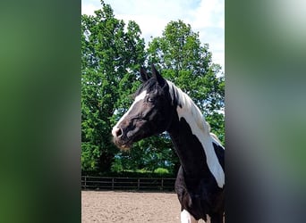 Deutsches Reitpferd, Hengst, 4 Jahre, 175 cm, Tobiano-alle-Farben