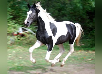 Deutsches Reitpferd, Hengst, 4 Jahre, 175 cm, Tobiano-alle-Farben