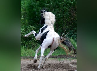 Deutsches Reitpferd, Hengst, 4 Jahre, 175 cm, Tobiano-alle-Farben