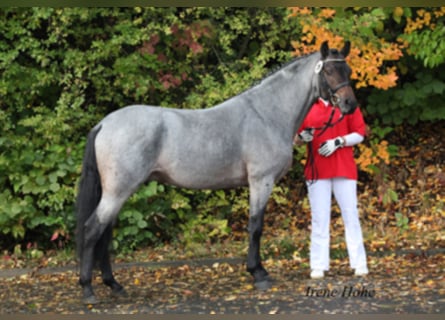 Deutsches Reitpony, Hengst, 17 Jahre, 143 cm, Roan-Bay