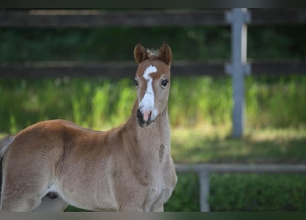 Deutsches Reitpony, Hengst, 1 Jahr, Brauner