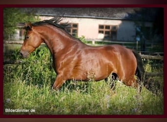 Deutsches Reitpony, Hengst, 19 Jahre, 148 cm, Brauner