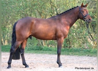 Deutsches Reitpony, Hengst, 19 Jahre, 148 cm, Brauner