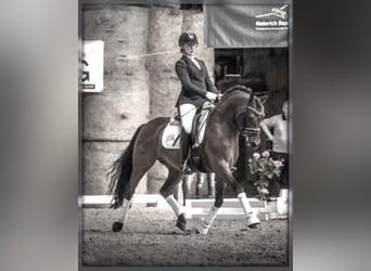 Deutsches Reitpony, Hengst, 19 Jahre, 148 cm, Brauner