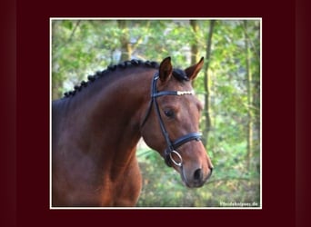 Deutsches Reitpony, Hengst, 19 Jahre, 148 cm, Brauner