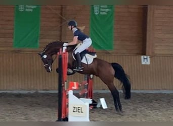 Deutsches Reitpony, Hengst, 19 Jahre, 148 cm, Brauner