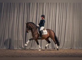 Deutsches Reitpony, Hengst, 19 Jahre, 148 cm, Brauner
