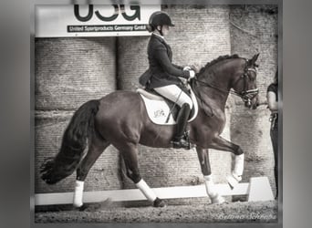 Deutsches Reitpony, Hengst, 19 Jahre, 148 cm, Brauner