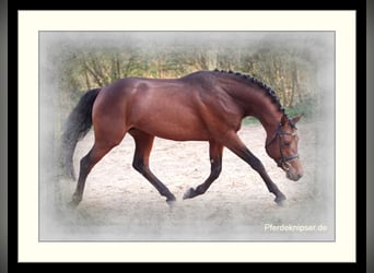 Deutsches Reitpony, Hengst, 19 Jahre, 148 cm, Brauner