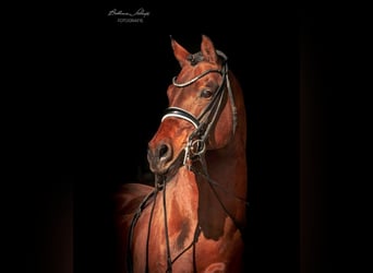 Deutsches Reitpony, Hengst, 19 Jahre, 148 cm, Brauner