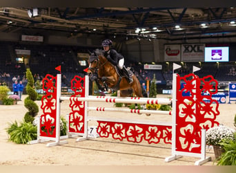 Deutsches Reitpony, Hengst, 10 Jahre, 147 cm, Brauner