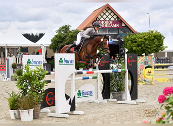 Deutsches Reitpony, Hengst, 10 Jahre, 147 cm, Brauner