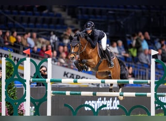 Deutsches Reitpony, Hengst, 10 Jahre, 147 cm, Brauner