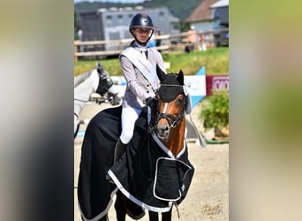 Deutsches Reitpony, Hengst, 10 Jahre, 147 cm, Brauner