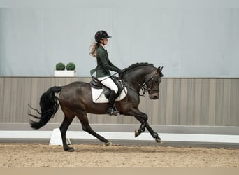 Deutsches Reitpony, Hengst, 16 Jahre, 145 cm, Brauner