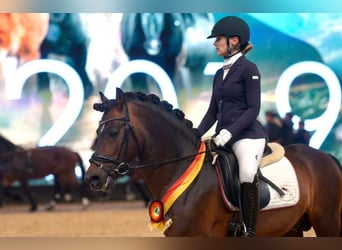 Deutsches Reitpony, Hengst, 16 Jahre, 145 cm, Brauner