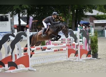 Deutsches Reitpony, Hengst, 16 Jahre, 145 cm, Brauner