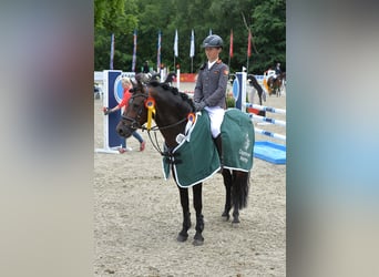 Deutsches Reitpony, Hengst, 16 Jahre, 145 cm, Brauner