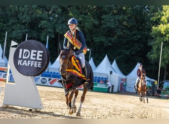 Deutsches Reitpony, Hengst, 6 Jahre, 145 cm, Fuchs
