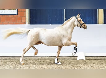 Deutsches Reitpony, Hengst, 4 Jahre, 147 cm, Palomino