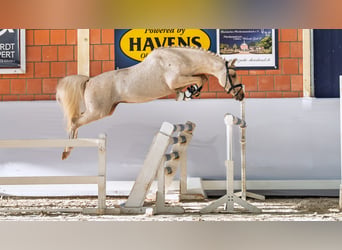 Deutsches Reitpony, Hengst, 4 Jahre, 147 cm, Palomino