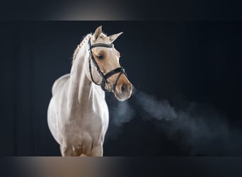 Deutsches Reitpony, Hengst, 4 Jahre, 147 cm, Palomino