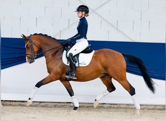Deutsches Reitpony, Stute, 14 Jahre, 146 cm, Brauner
