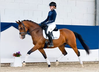 Deutsches Reitpony, Stute, 14 Jahre, 146 cm, Brauner