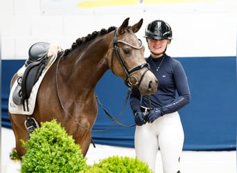 Deutsches Reitpony, Stute, 4 Jahre, 144 cm, Falbe
