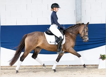Deutsches Reitpony, Stute, 4 Jahre, 144 cm, Falbe