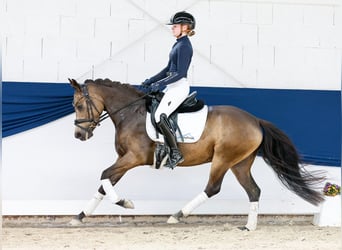 Deutsches Reitpony, Stute, 4 Jahre, 144 cm, Falbe
