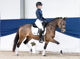 Deutsches Reitpony, Stute, 4 Jahre, 144 cm, Falbe