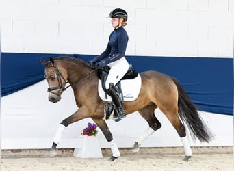 Deutsches Reitpony, Stute, 4 Jahre, 144 cm, Falbe